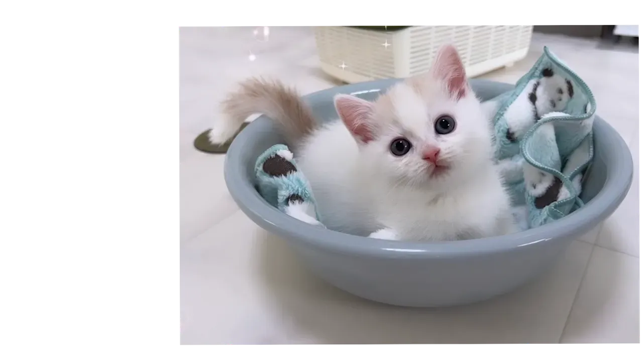 ブリーダー 安い 理由 猫？賢く迎える人が知るべき真実
